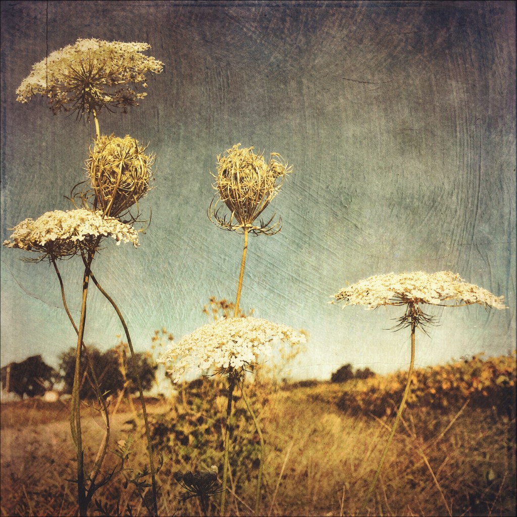 Queen Anne's Lace, mobile photography from this past fall, a pursuit I discounted because it wasn't working on my BIG project. http://instagram.com/melissadjohnston/