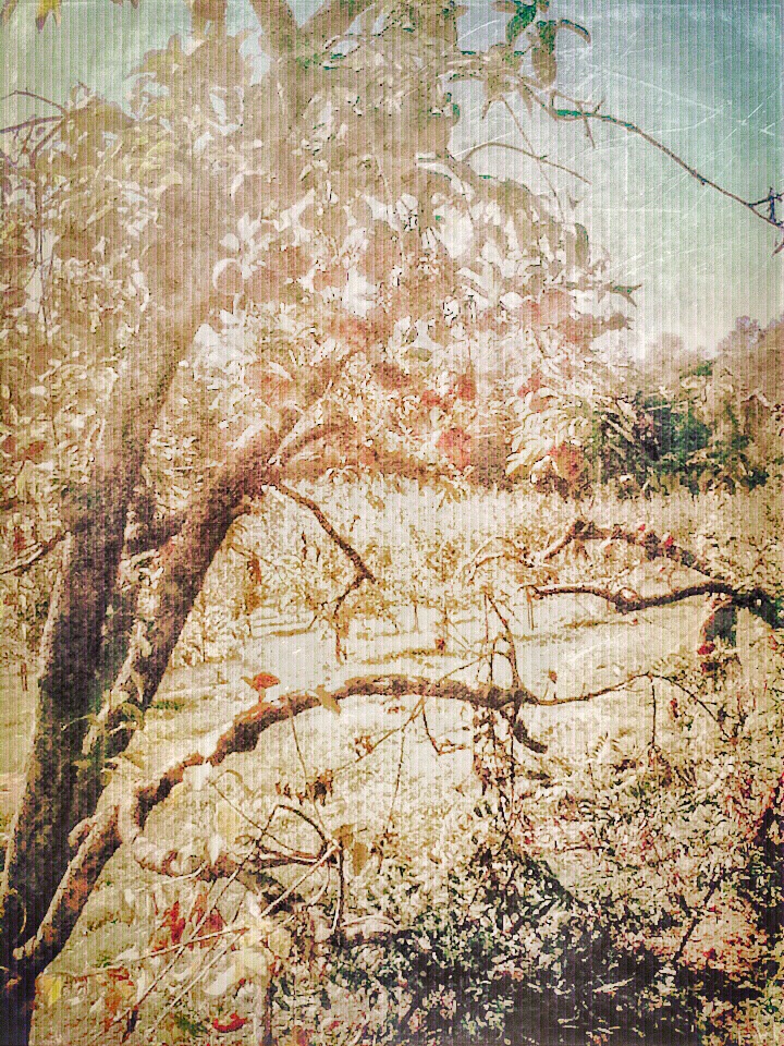 Apple Farm Photo and Edit&nbsp;Collaboration