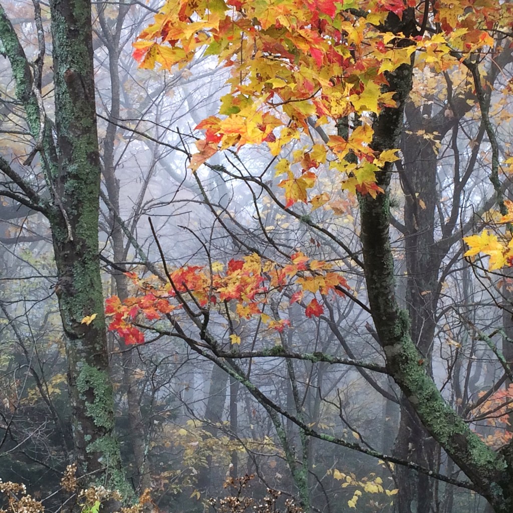 fog and autumn leaves 1
