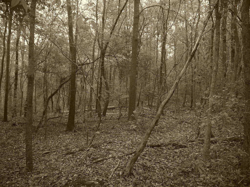 Tugaloo State Park 5.1 Flickr L