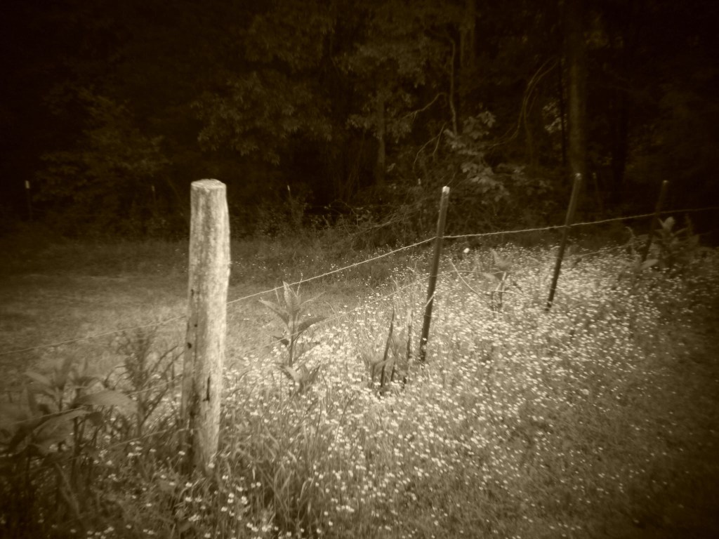 Holga batch 1.2 wp flickr L