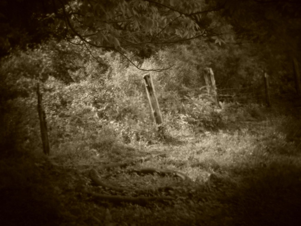 Holga batch 1.6 wp flickr L